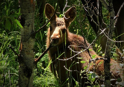 Calf Moose